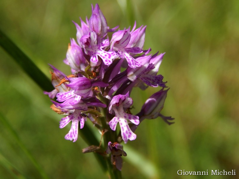 Neotinea tridentata